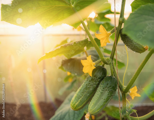 Fresh green cucumbers are growing on a vibrant plant vine in a sunlit greenhouse, showing both ripe fruit and delicate yellow blossoms under natural light