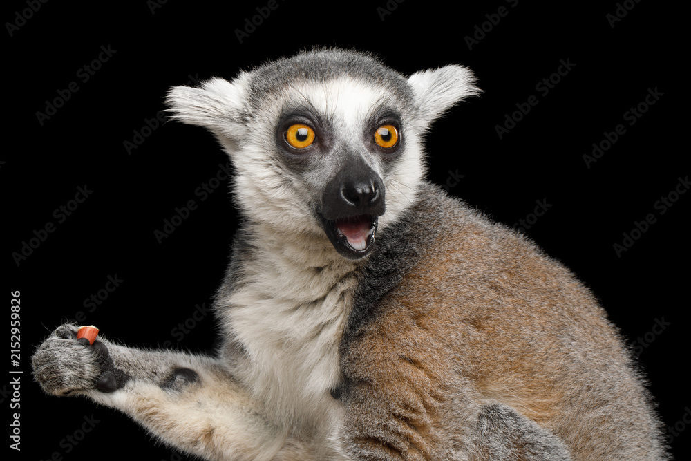 Fototapeta premium Ring-tailed lemur eating nut while looking sideways with surprised expression isolated on black background