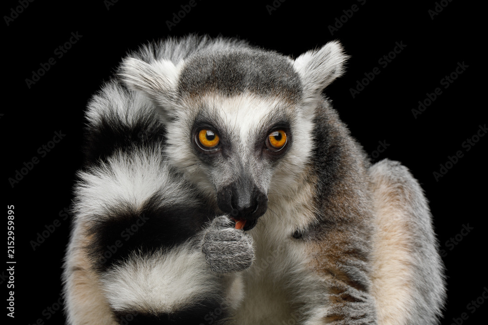 Fototapeta premium Ring-tailed lemur eating while watching and observing isolated on black background