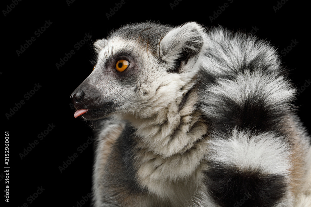 Fototapeta premium Ring-tailed lemur making funny face and sticking tongue out isolated on black background