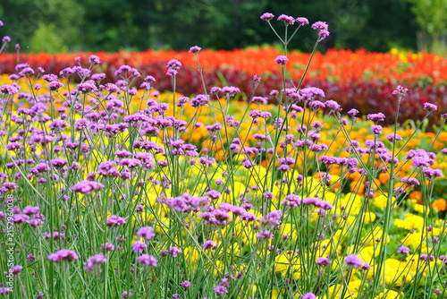 高原の花畑　ー日本長野県八ヶ岳山麓