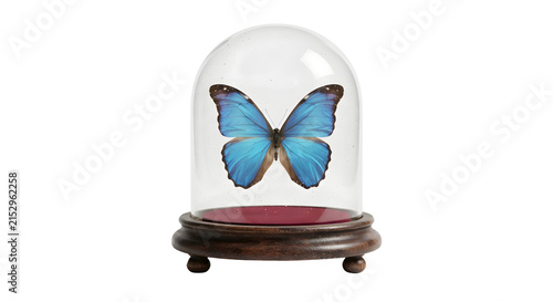 Принти на полотні Blue Morpho butterfly specimen preserved inside a glass cloche dome