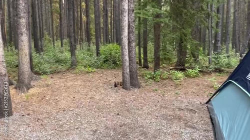 Squirrels scurry around searching for food, while tourists camp peacefully in the lush forest, surrounded by trees, sunlight, grass, and the natural woodland landscape on a clear day.