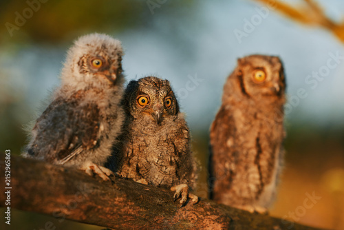 Portrait of three fluffy nestling Eurasian scops owls Otus scops perched on a tree branch in a forest. Close-up of a young wild owl chick in Wildlife habitat, featuring soft feathers, expressive eyes.