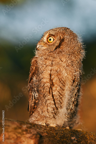 Portrait of a fluffy nestling Eurasian scops owl Otus scops perched on a tree branch in a forest. Close-up of a young wild owl chick in Wildlife habitat, featuring soft feathers, expressive eyes.