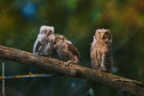 Portrait of three fluffy nestling Eurasian scops owls Otus scops perched on a tree branch in a forest. Close-up of a young wild owl chick in Wildlife habitat, featuring soft feathers, expressive eyes.