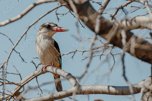The brown-hooded kingfisher 