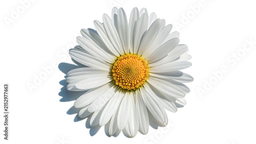 Canvastavla Beautiful white chamomile daisy flower with dew drops isolated on transparent ba