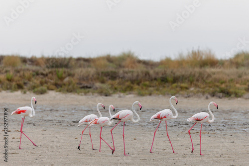 Greater flamingos (Phoenicopterus roseus) on the beach in the Camargue, France.