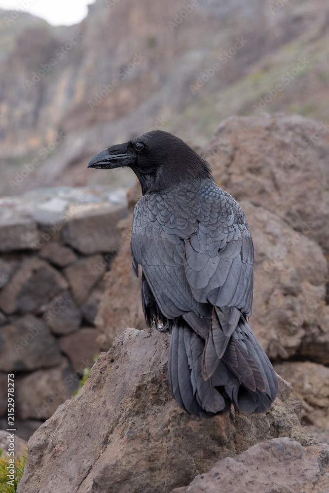 Obraz premium Common Raven (Corvus corax) sitting on a rock on the Roque de los Muchachos, the highest mountain on La Palma, Canary Islands, Spain.