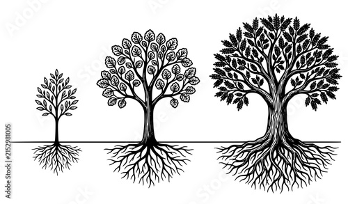 Tree growth stages from sapling to mature plant with root systems black white vector