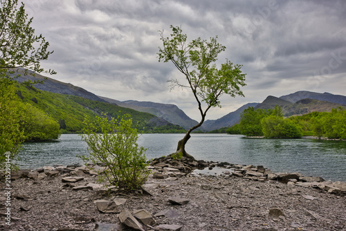 Lone tree on the rocky slate shoreline of Llyn Padarn, Llanberis, Wales. Solitary silver birch against moody overcast clouds and the mountains of Eryri National Park.