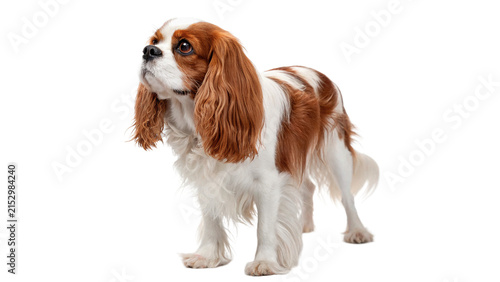Cuadro en lienzo Cute Cavalier King Charles Spaniel dog standing profile isolated on transparent