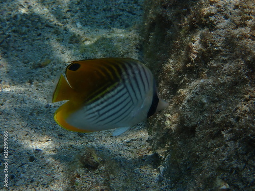 Canvastavla Raccoon Butterflyfish Chaetodon lunula on a Coral Reef