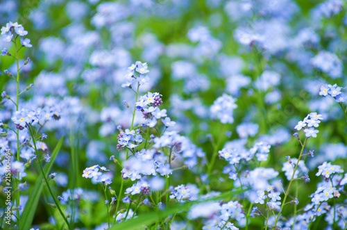 Wild blue flowers on a meadow in summer close-up
