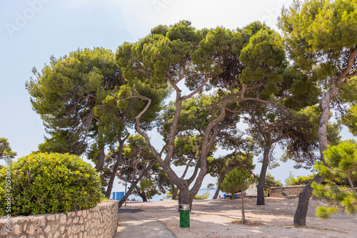 Tall pine trees with twisting trunks and green canopies near stone wall and sea view.