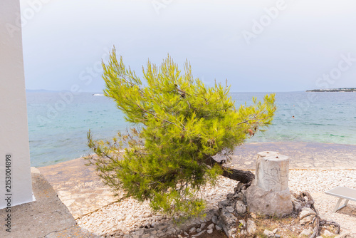 Pine tree on Adriatic shoreline with clear blue water in Croatia coastal landscape