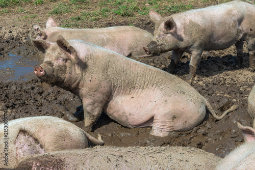 Fotografie Muddy Organic Pig Wallowing on a Free Range Farm