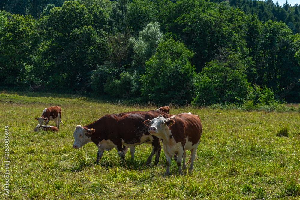 Fototapeta premium Organic Grass Fed Cattle Grazing by the Forest