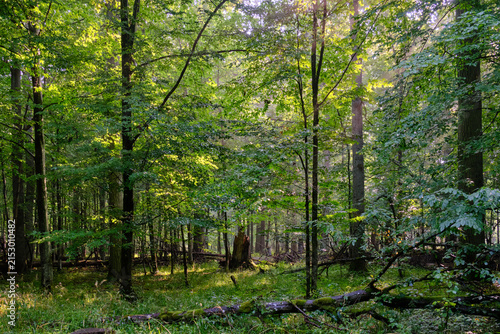 Konstfotografi Bialowieza forest primeval woodland sunbeams illuminating green trees
