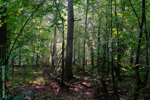 фотографія Bialowieza forest primary woodland with sunlight beams