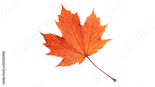 Bright red autumn maple leaf close up botany isolated on transparent background
