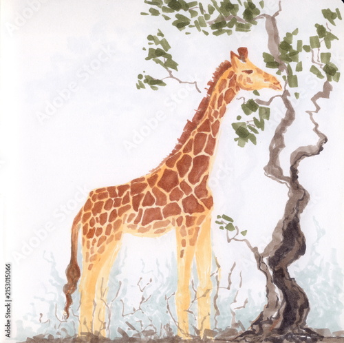 Giraffe eating african acacia leaves. Hand painting illustration.
