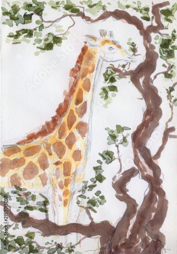 Giraffe eating african acacia leaves. Hand painting illustration.