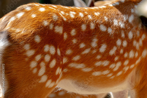 Close-up of deer rears, showing the distinctive white-spotted coats.