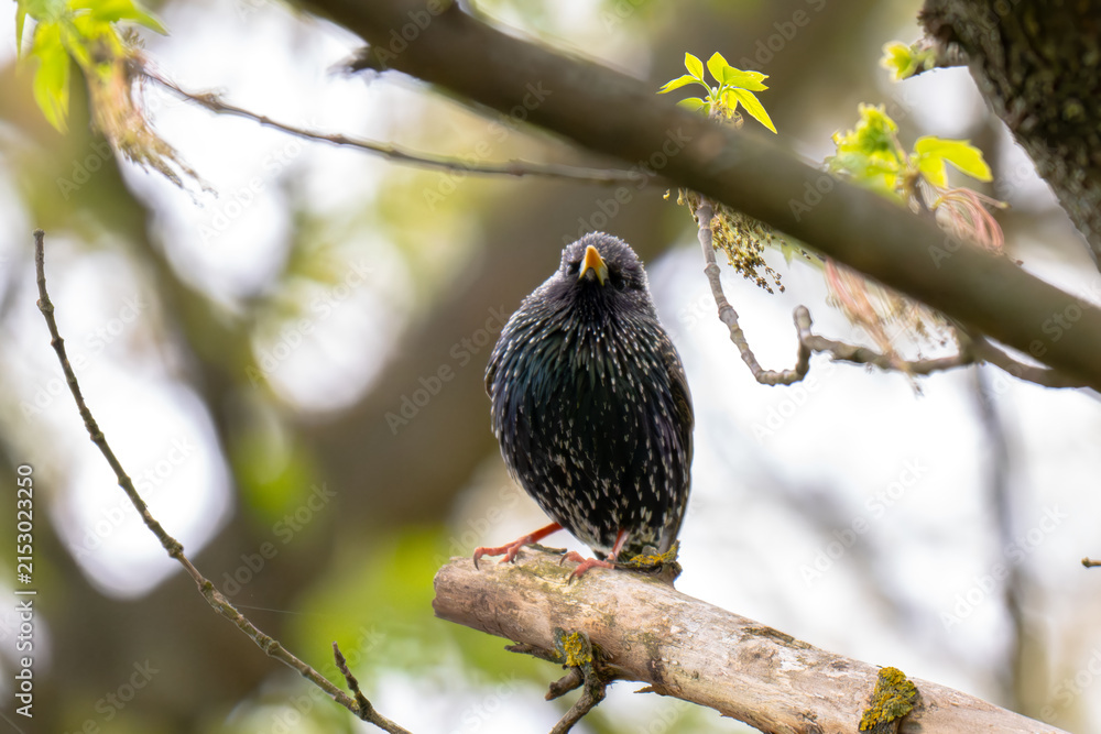 Obraz premium A spotted bird sits