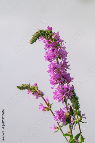 Lythrum salicaria (spiked loosestrife, purple Lythrum) - perennial herbaceous plant belonging to the family Lytgraceae.