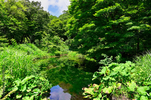 瀞川平湿原の池
