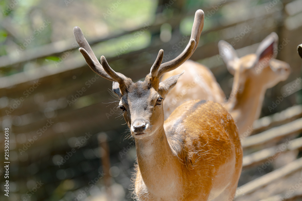 Obraz premium Head of horned axis deer (scientific name: Axis axis) also known as spotted deer and chital.