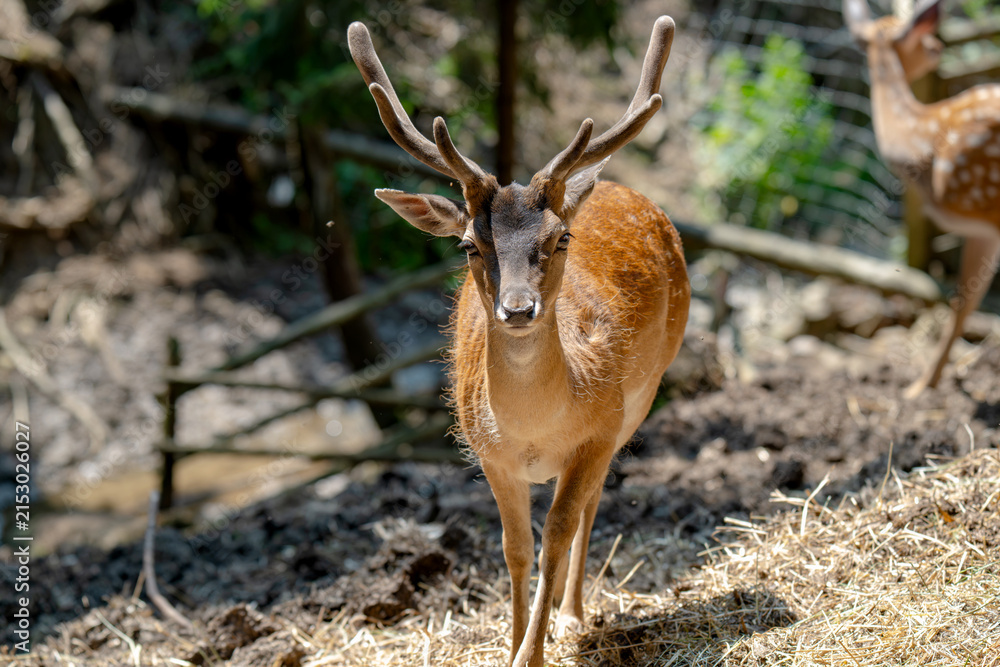 Obraz premium Head of horned axis deer (scientific name: Axis axis) also known as spotted deer and chital.