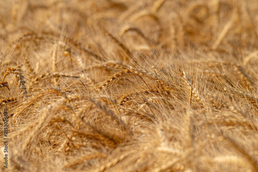 Obraz premium field with spikelets of ripe wheat