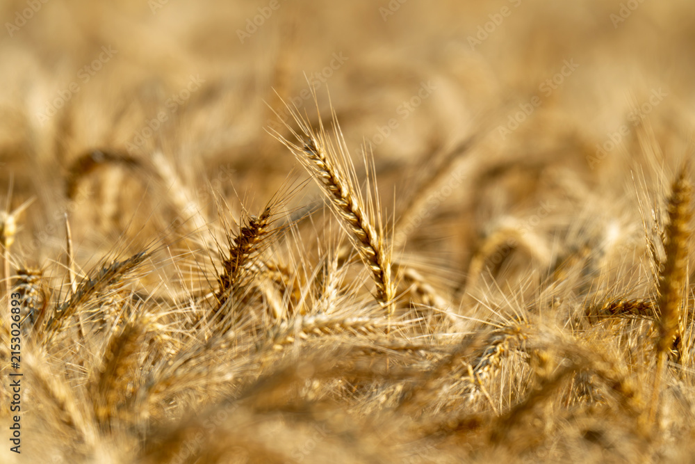 Obraz premium field with spikelets of ripe wheat