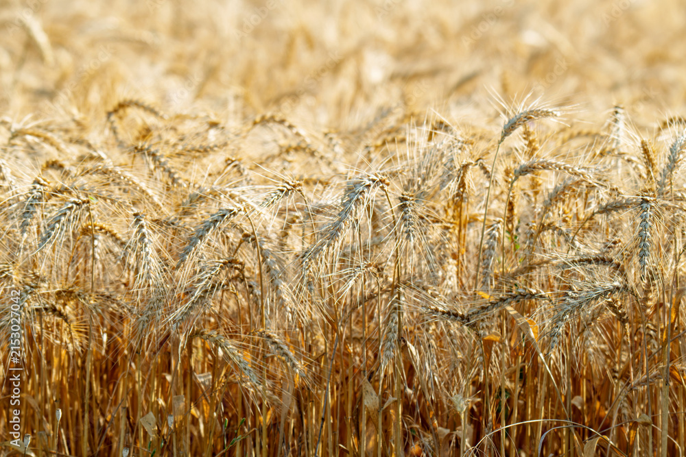 Obraz premium field with spikelets of ripe wheat