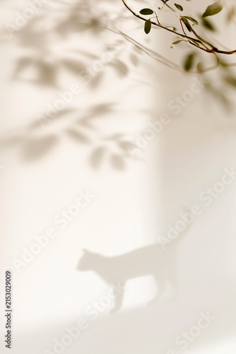 Dreamy Cat Shadow Silhouette with Botanical Window Shadows on White Wall