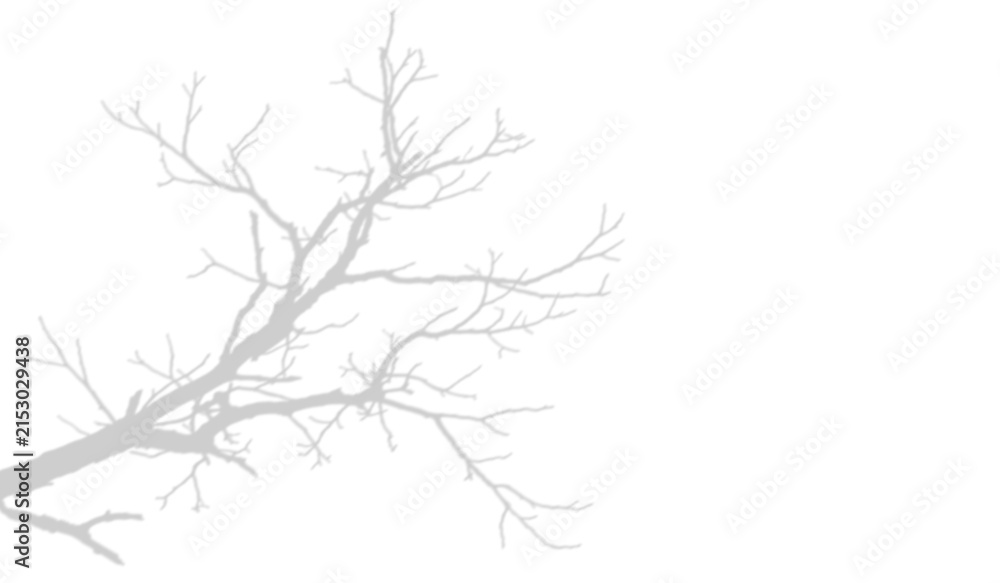 Fototapeta premium Silhouette of a bare tree branch isolated on transparent background
