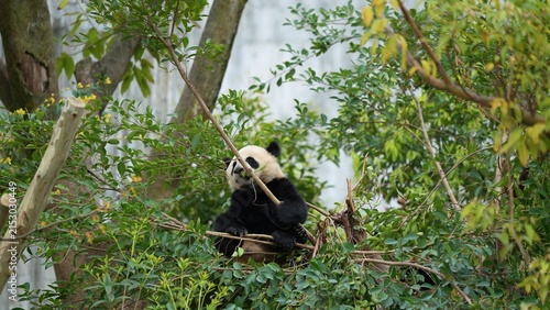giant panda hiding in its natural habitat