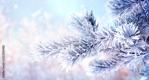 Horizontal Christmas background with pine branch, covered with frost. Holiday winter banner with frozen branches of fir tree. Festive banner featuring a frosted fir branch
