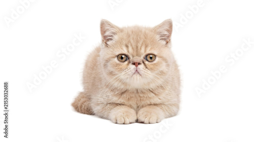 Foto Cream colored exotic shorthair kitten lying down with round eyes and flat face s
