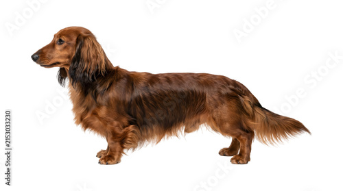 Long haired dachshund dog with reddish brown coat standing in side profile shown as PNG isolated on transparent background