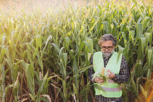 Fotografie Agronomist examining corn harvest in field, checking crop quality and yield for
