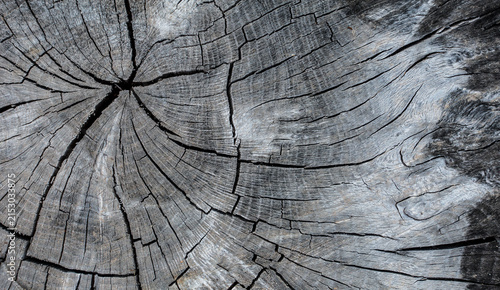 Dark wood cross section with natural grain texture