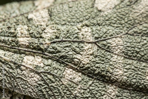 Microscopic texture of a bumpy insect wing with dark veins