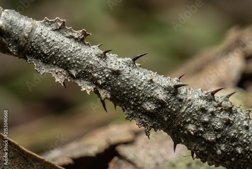 Extreme macro of a rugged spiny insect leg on bark