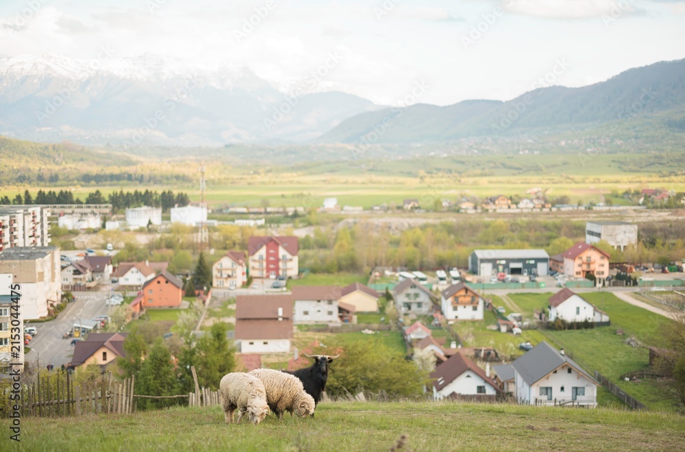 Fototapeta premium Serene sheep wander across a verdant hillside, enjoying nature’s tranquility while a charming village lies below
