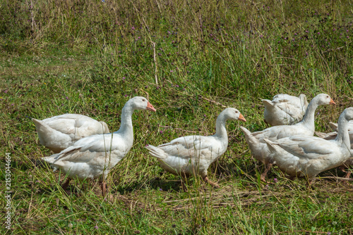 Foto Flock of Organic Free Range Geese Walking on Farm Pasture