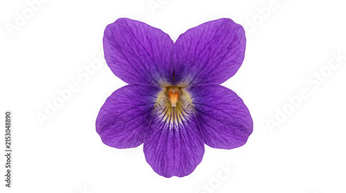 Single purple violet flower isolated on white background, spring botanical macro shot.